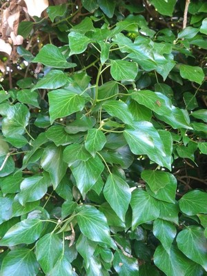 photo of Ivy