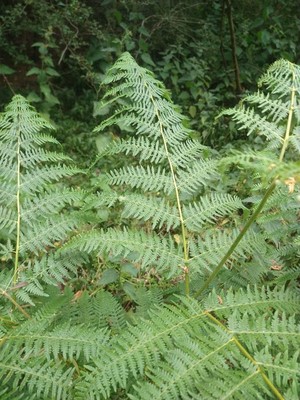 photo of Bracken