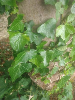 photo of Ivy