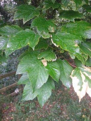 photo of Sycamore