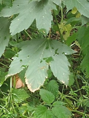 photo of Sycamore
