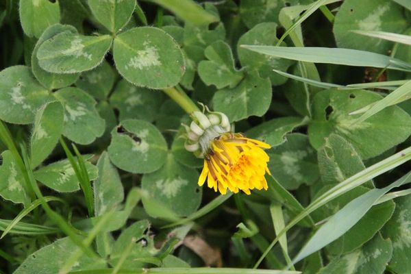 photo of Dandelion