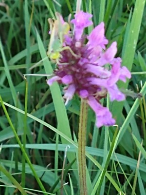 photo of Betony