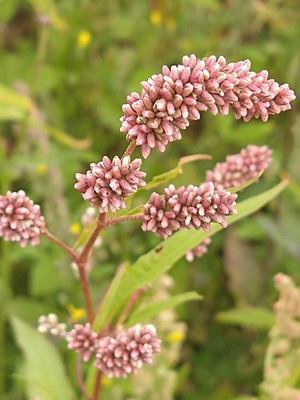 photo of Redshank