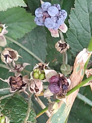 photo of Dewberry