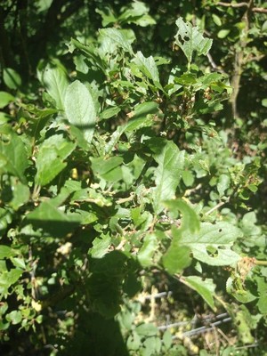 photo of Blackthorn