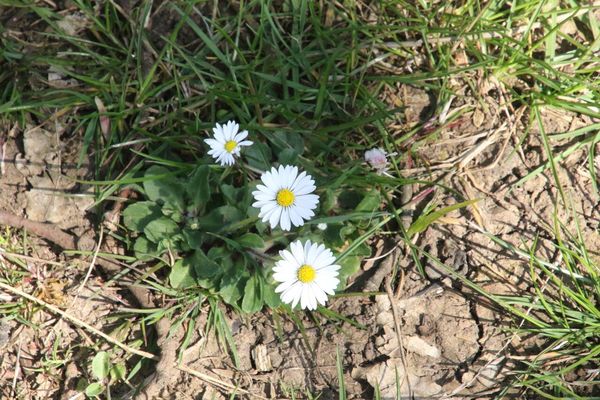 photo of Daisy