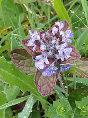 photo of Bugle