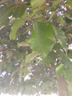 photo of Beech