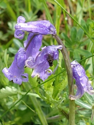 photo of Bluebell