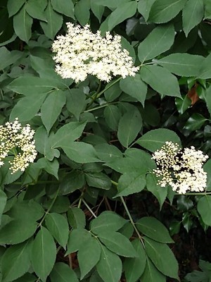 photo of Elder