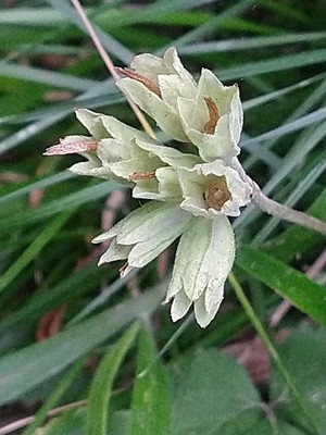 photo of Cowslip