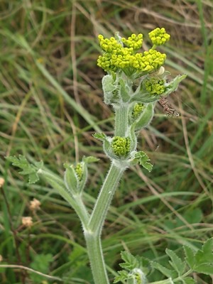 photo of Parsnip