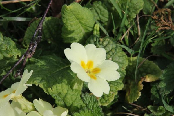 photo of Primrose
