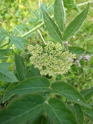 photo of Elder