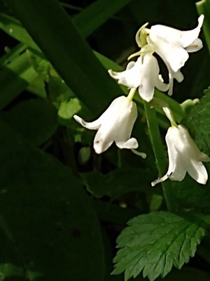 photo of Bluebell