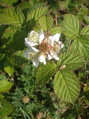 photo of Dewberry