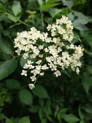 photo of Elder