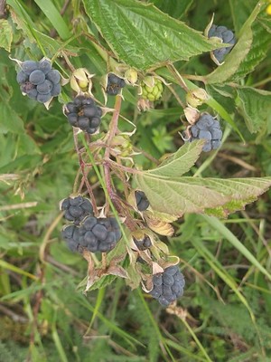 photo of Dewberry