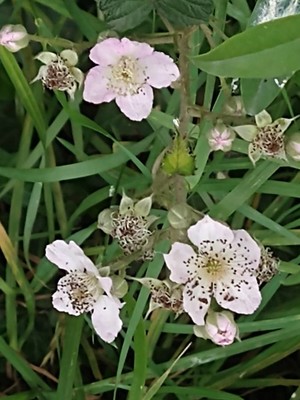 photo of Dewberry