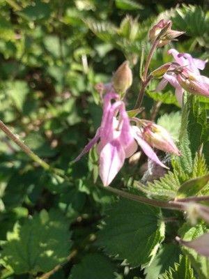 photo of Columbine