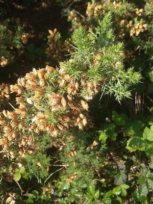 photo of Gorse