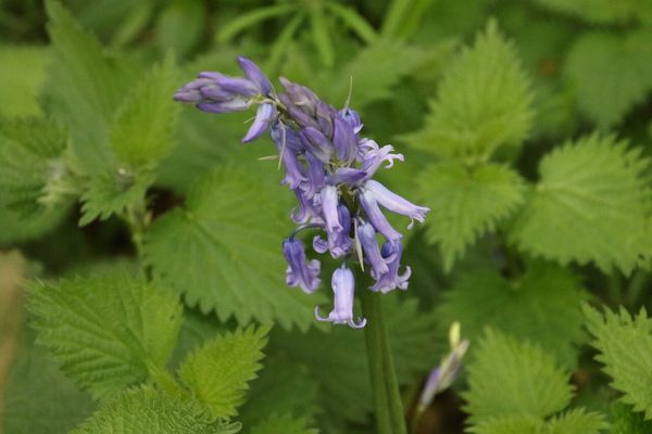 photo of Bluebell