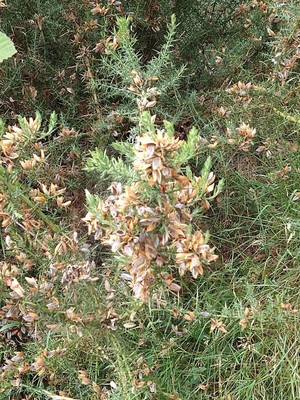 photo of Gorse
