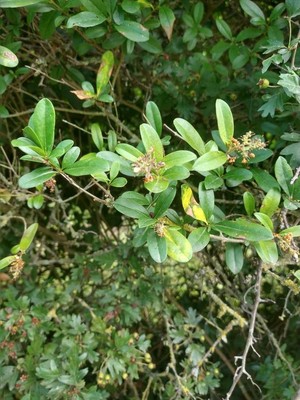 photo of Hawthorn