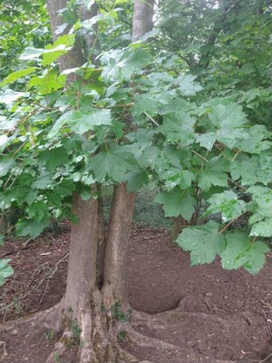 photo of Sycamore