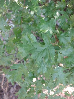 photo of Hawthorn
