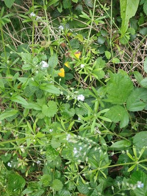 photo of Vervain