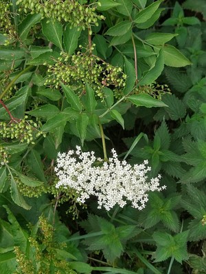 photo of Elder