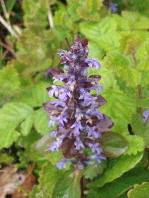 photo of Bugle