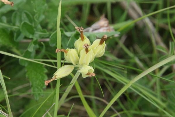 photo of Cowslip