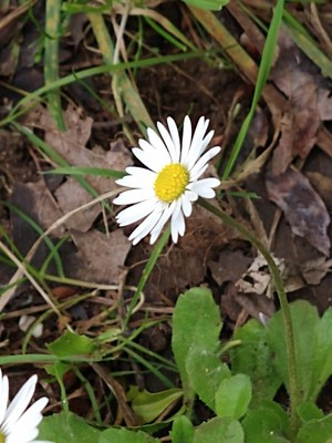 photo of Daisy