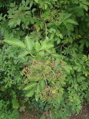 photo of Elder