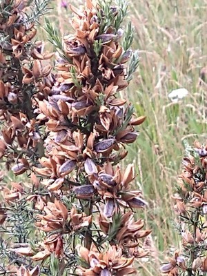 photo of Gorse