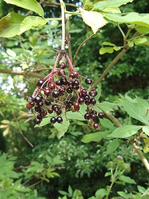 photo of Elder