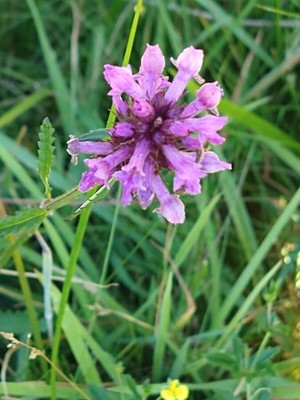 photo of Betony