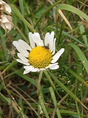photo of Daisy