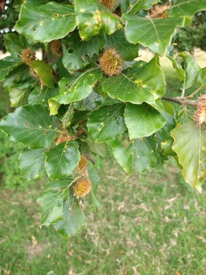 photo of Beech