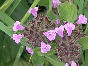 photo of Wild Basil