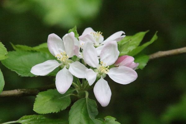 photo of Apple