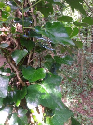 photo of Ivy
