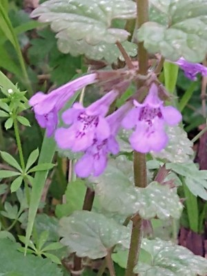 photo of Ground Ivy