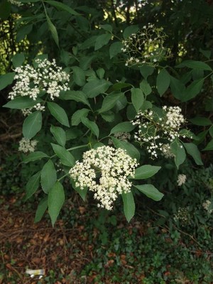 photo of Elder
