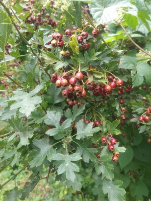 photo of Hawthorn
