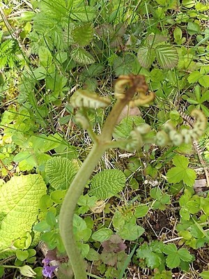 photo of Bracken