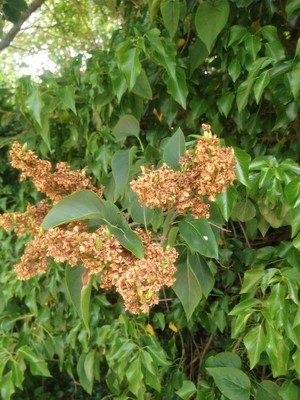 photo of Lilac